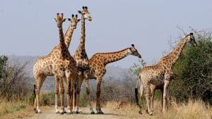 Safari sur le territoire sud-africain : entre aventures, découvertes et dépaysement