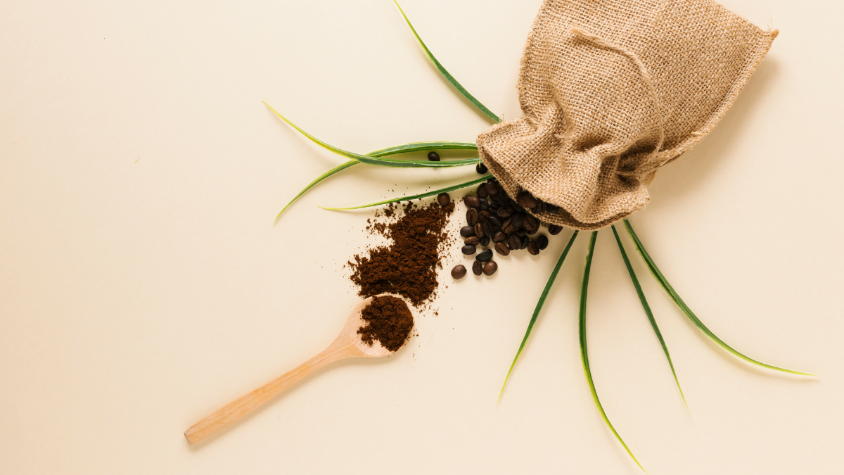 Les 7 plantes à ne jamais exposer au marc de café